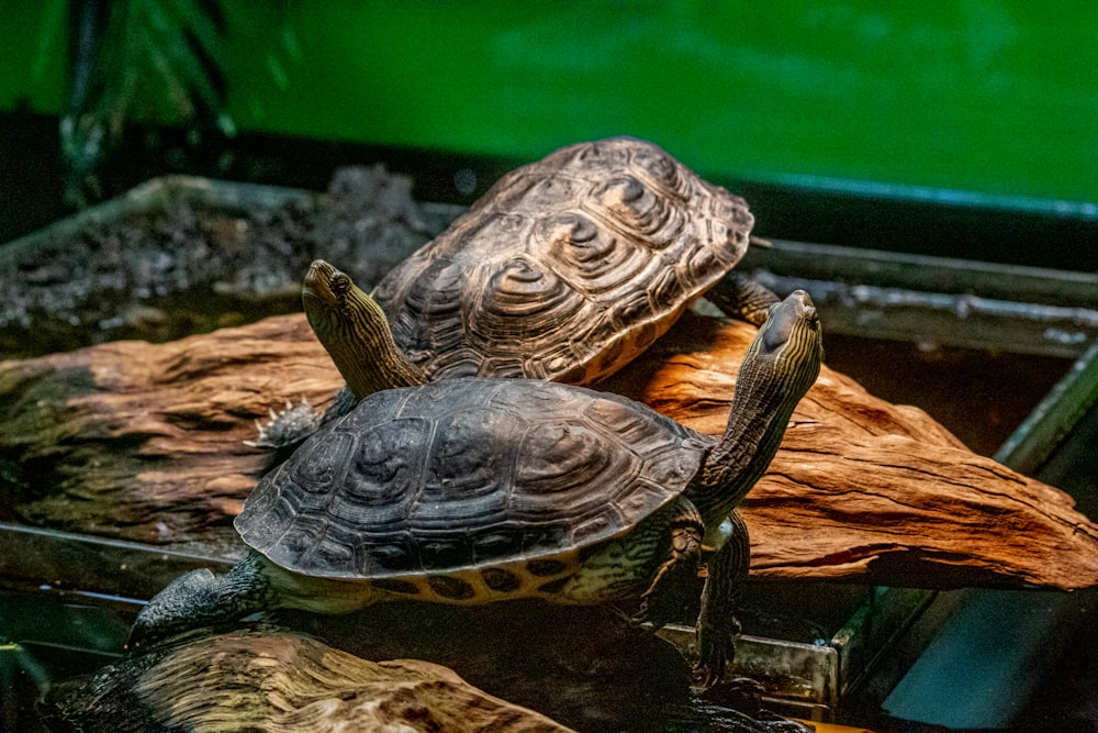 two turtles sitting on top of a wooden log