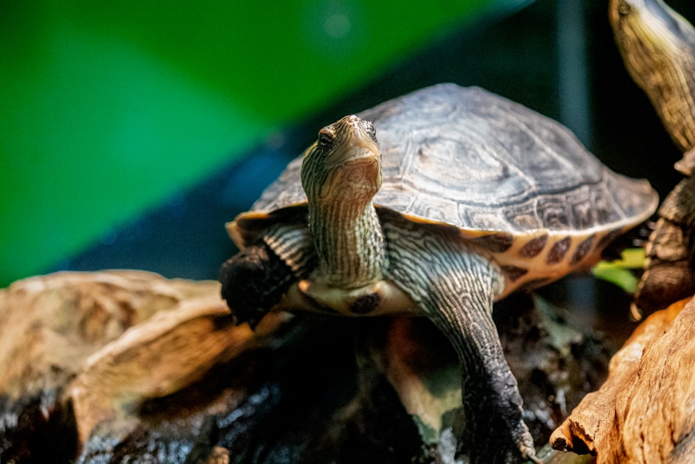 a turtle sitting on top of a tree branch