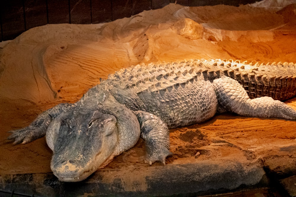 a large alligator laying on top of a sandy ground