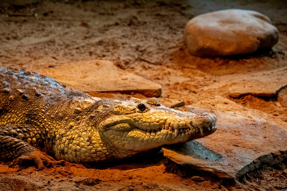 a crocodile laying on the ground next to a rock