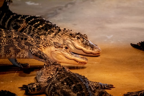 Several alligators are resting on a smooth, wet surface. The environment appears to be warm and dimly lit, with the alligators' textured skin prominently highlighted.