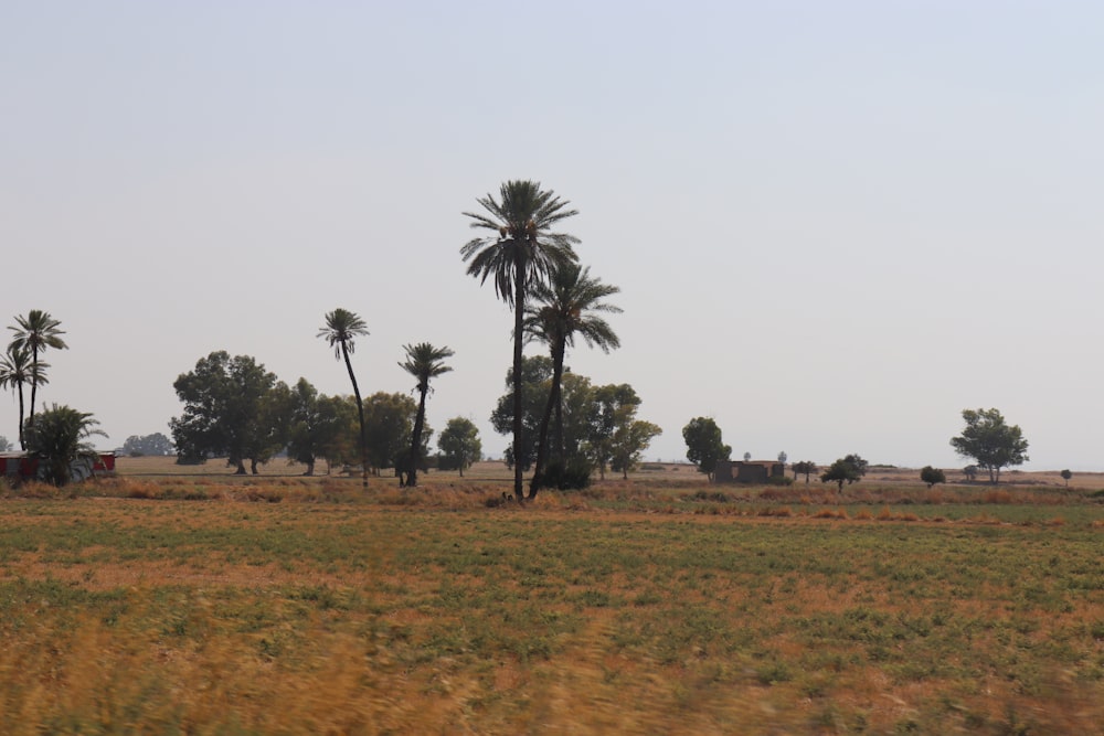 a field with palm trees in the distance