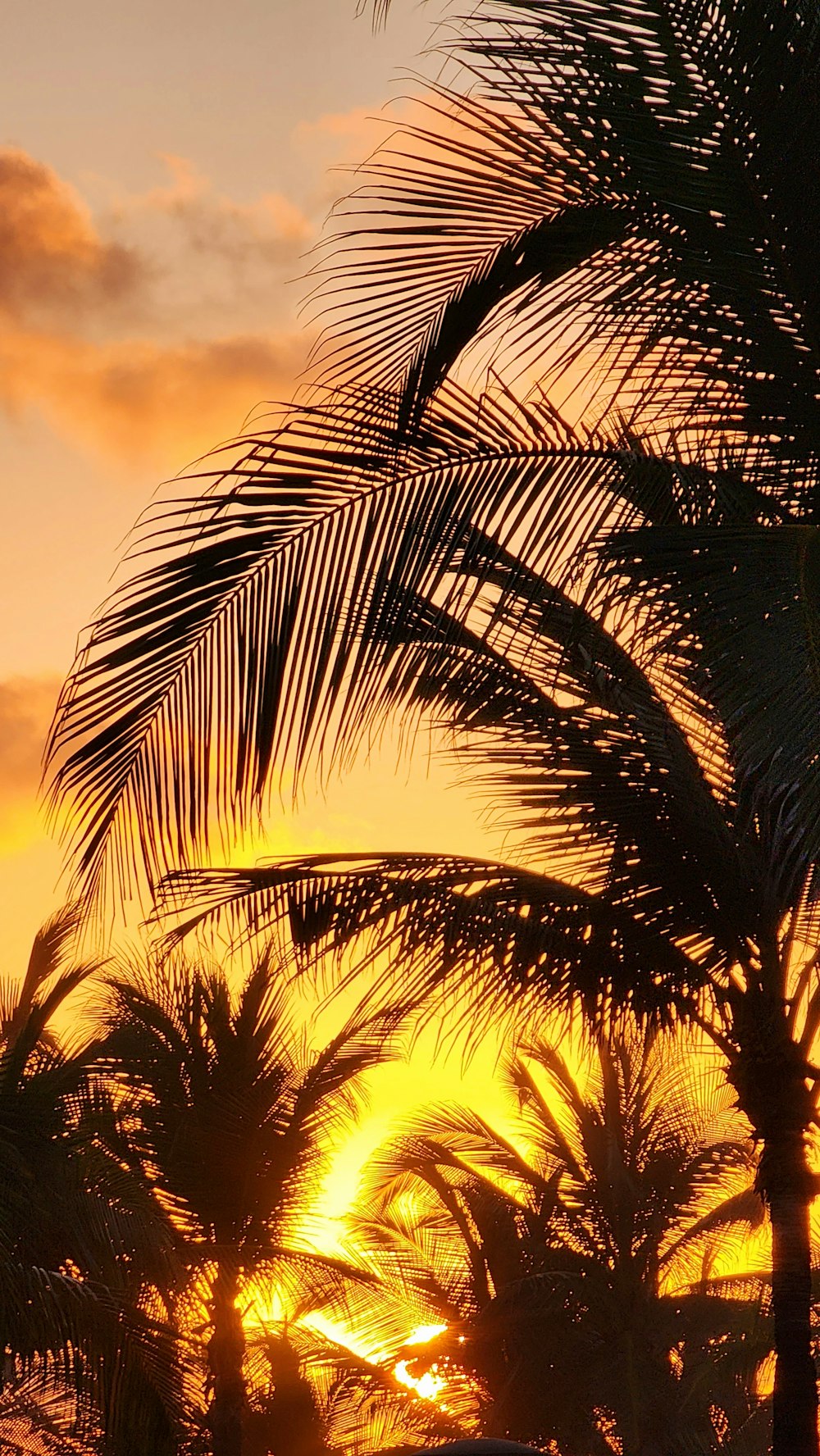 the sun is setting behind a palm tree