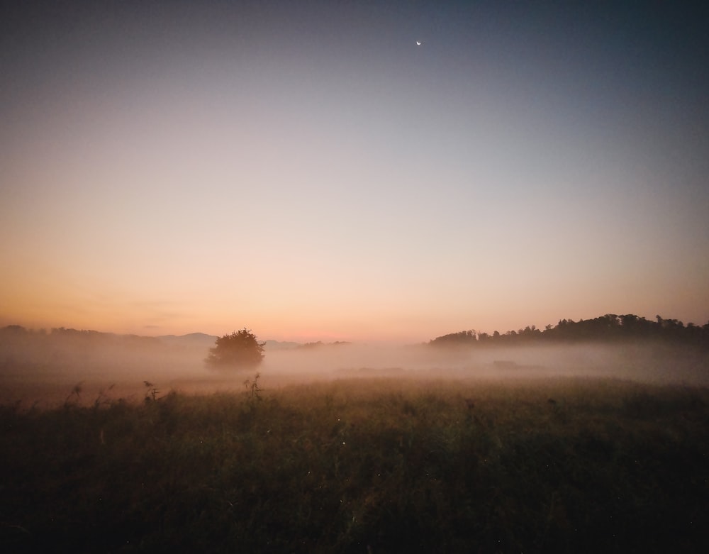 a foggy field with trees in the distance