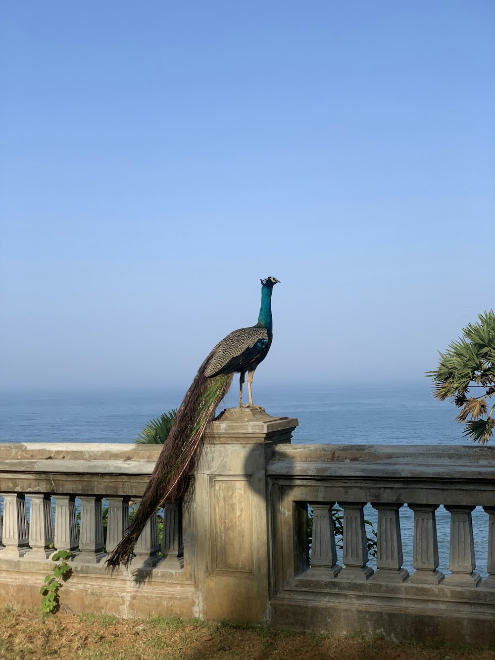 a peacock standing on top of a stone fence next to the ocean