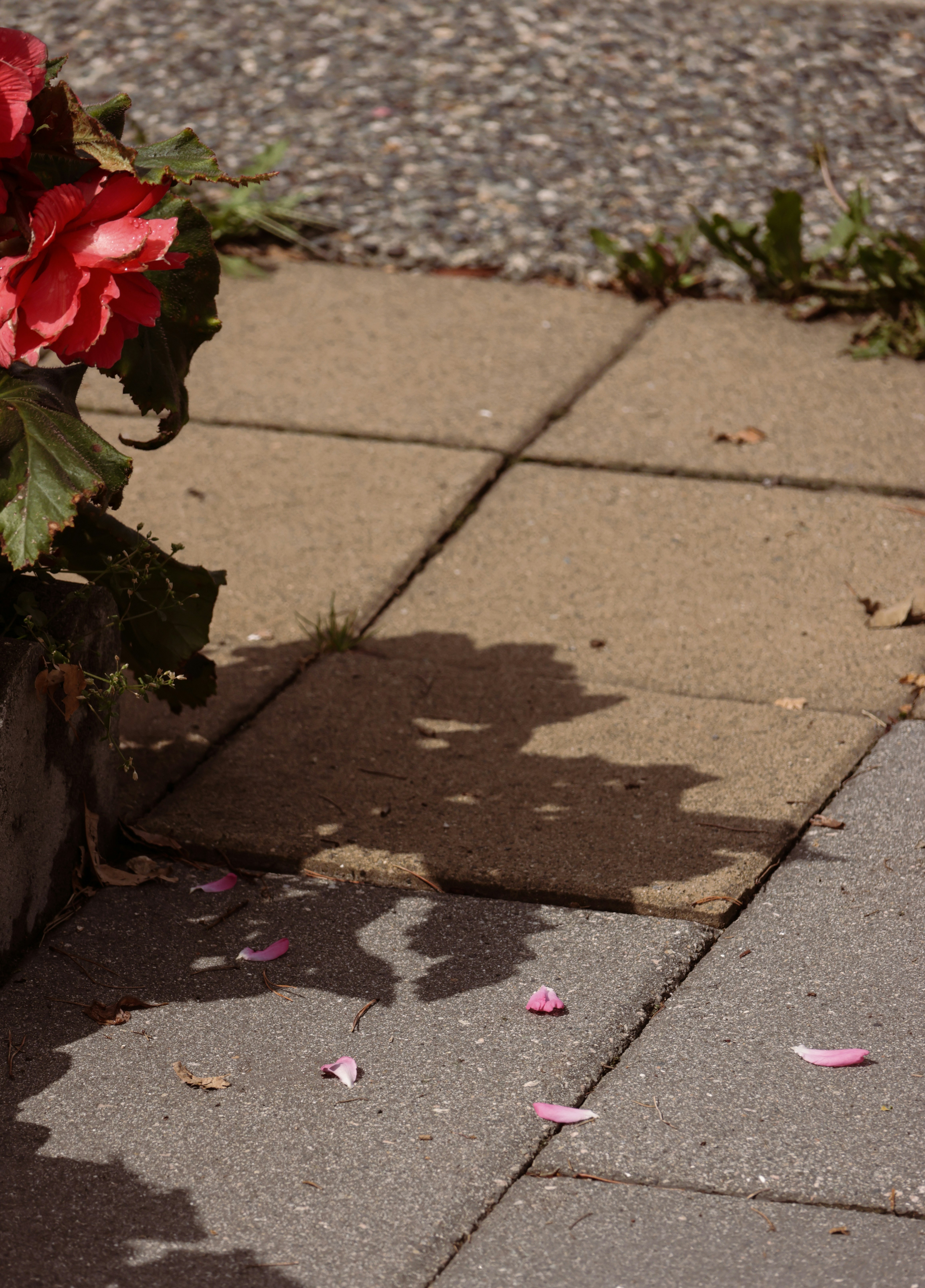 Photo by richard_dandelion