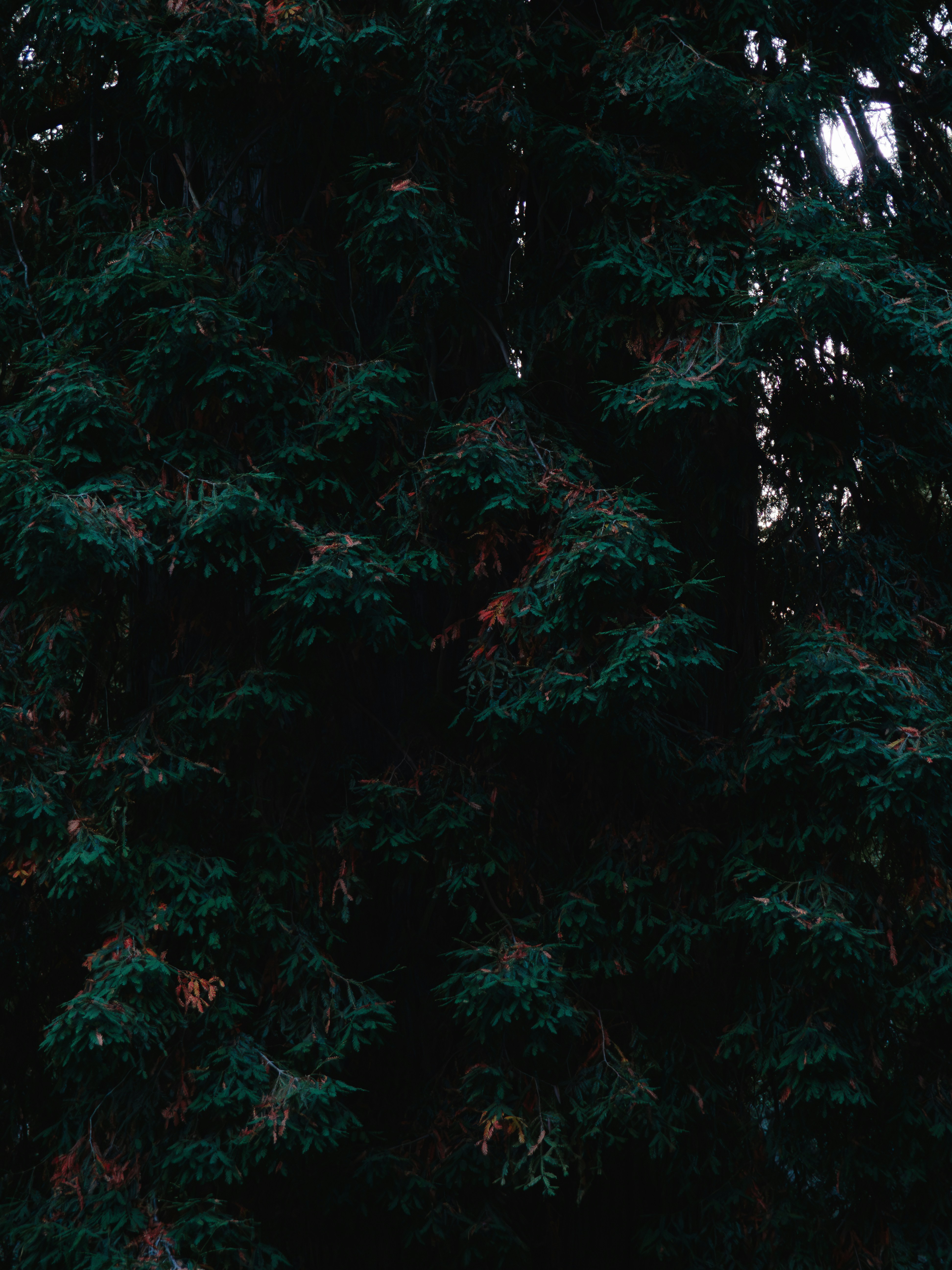 Photo by sohan_shingade