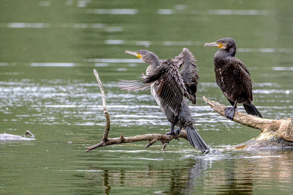 two birds sitting on a branch in the water
