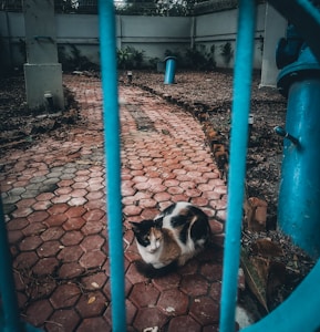 A calico cat sits on a red-tiled pathway enclosed by blue metal bars. In the background, there is a surrounding concrete wall with patches of grass and plants. Various structures, including a vertical blue pipe, are visible amidst the earthy surroundings.