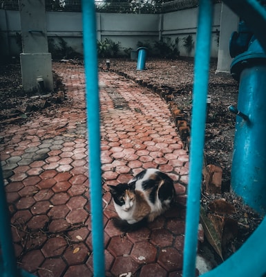 A calico cat sits on a red-tiled pathway enclosed by blue metal bars. In the background, there is a surrounding concrete wall with patches of grass and plants. Various structures, including a vertical blue pipe, are visible amidst the earthy surroundings.