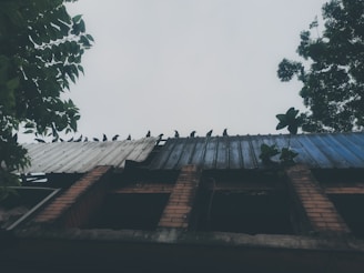 An old building with a corrugated metal roof, partially damaged and weathered. Several birds are perched along the edge of the roof. Trees with thick green foliage are visible on both sides of the image, adding a natural framing element. The sky is overcast, giving a subdued lighting to the scene.
