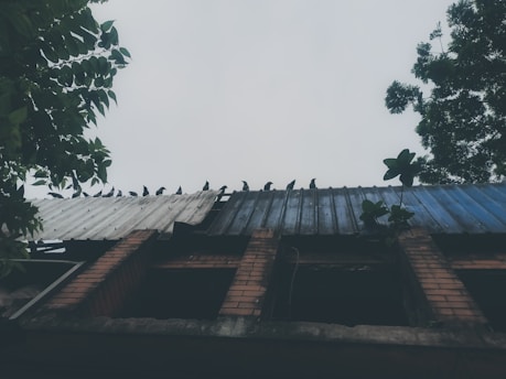 An old building with a corrugated metal roof, partially damaged and weathered. Several birds are perched along the edge of the roof. Trees with thick green foliage are visible on both sides of the image, adding a natural framing element. The sky is overcast, giving a subdued lighting to the scene.