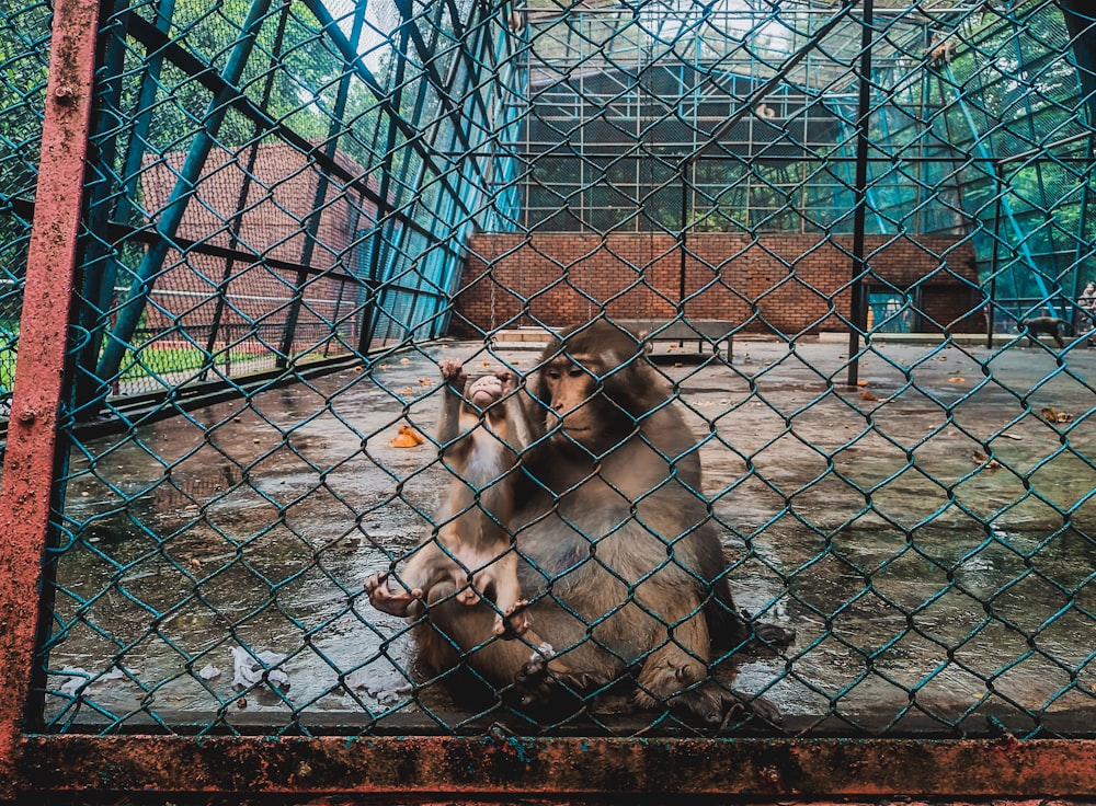 a monkey sitting on the ground behind a chain link fence