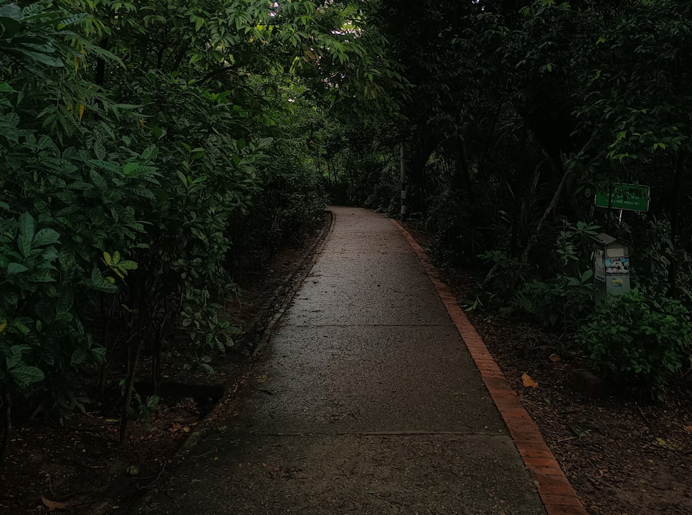 a walkway in the middle of a forest at night