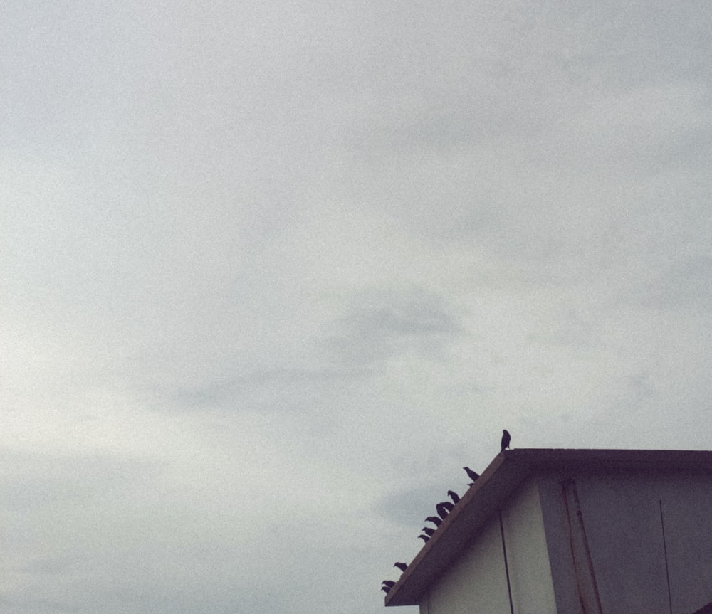 a group of birds sitting on top of a roof