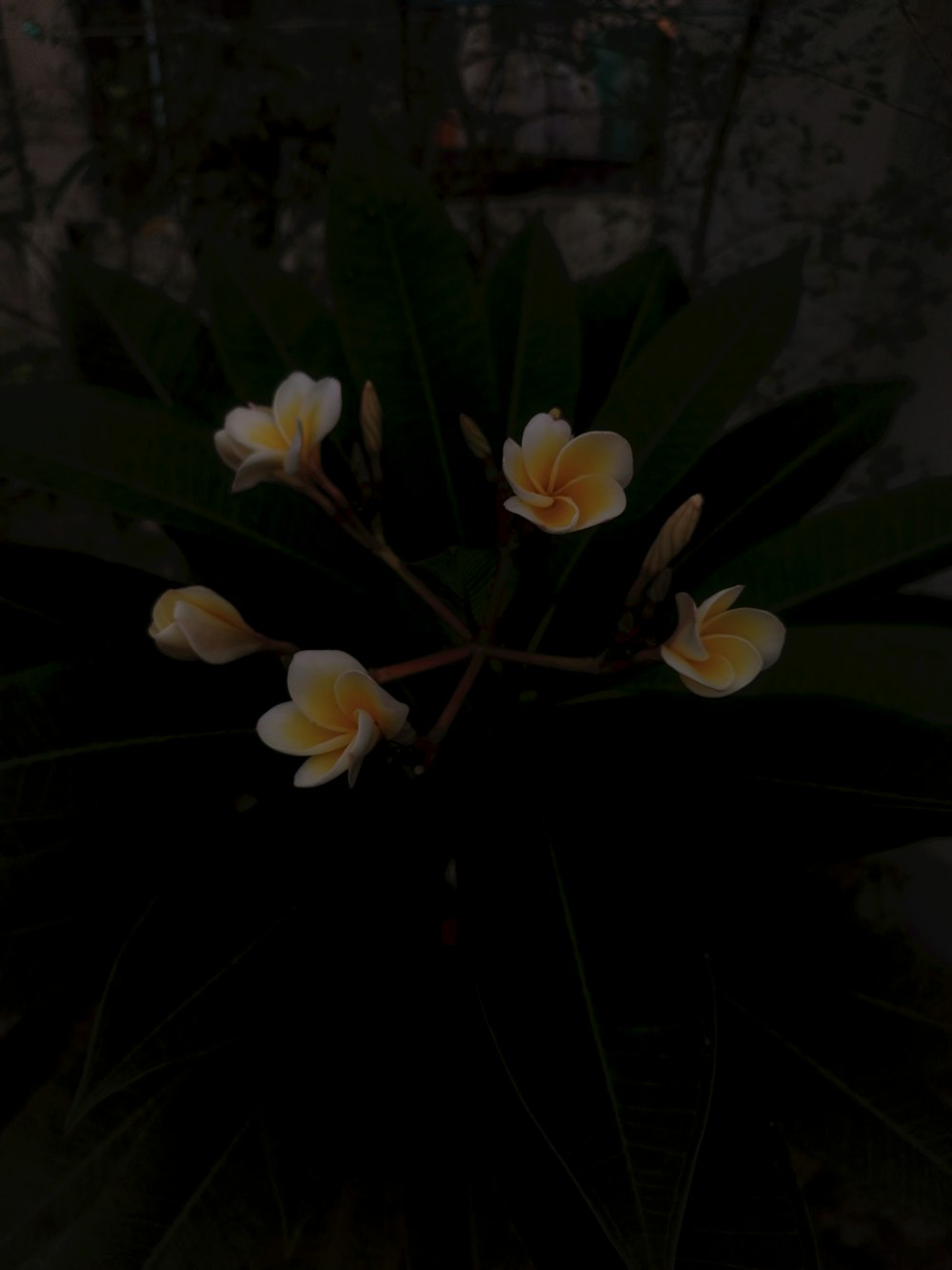 a bunch of flowers that are on a plant