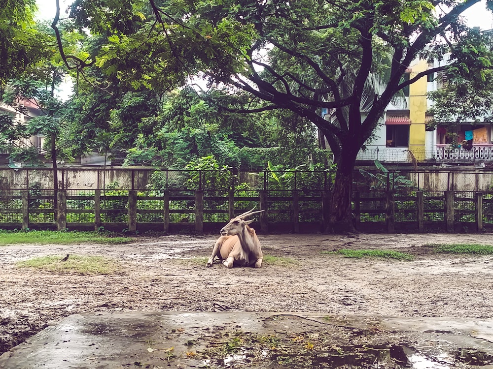 a goat sitting in the middle of a dirt field