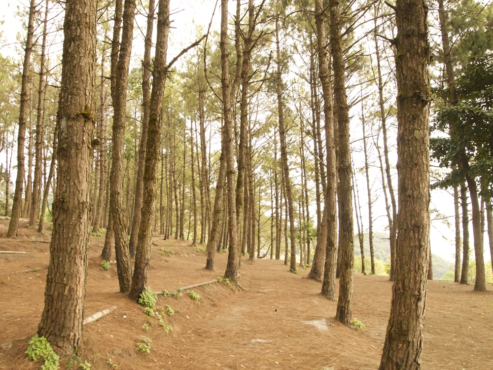 a forest filled with lots of tall trees