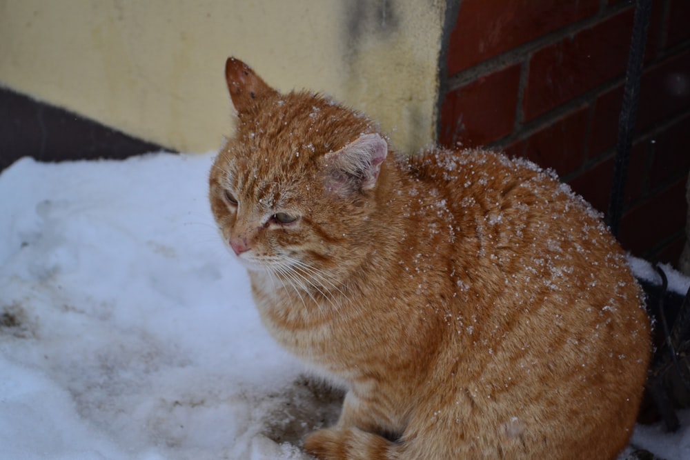 an orange cat sitting on top of a pile of snow