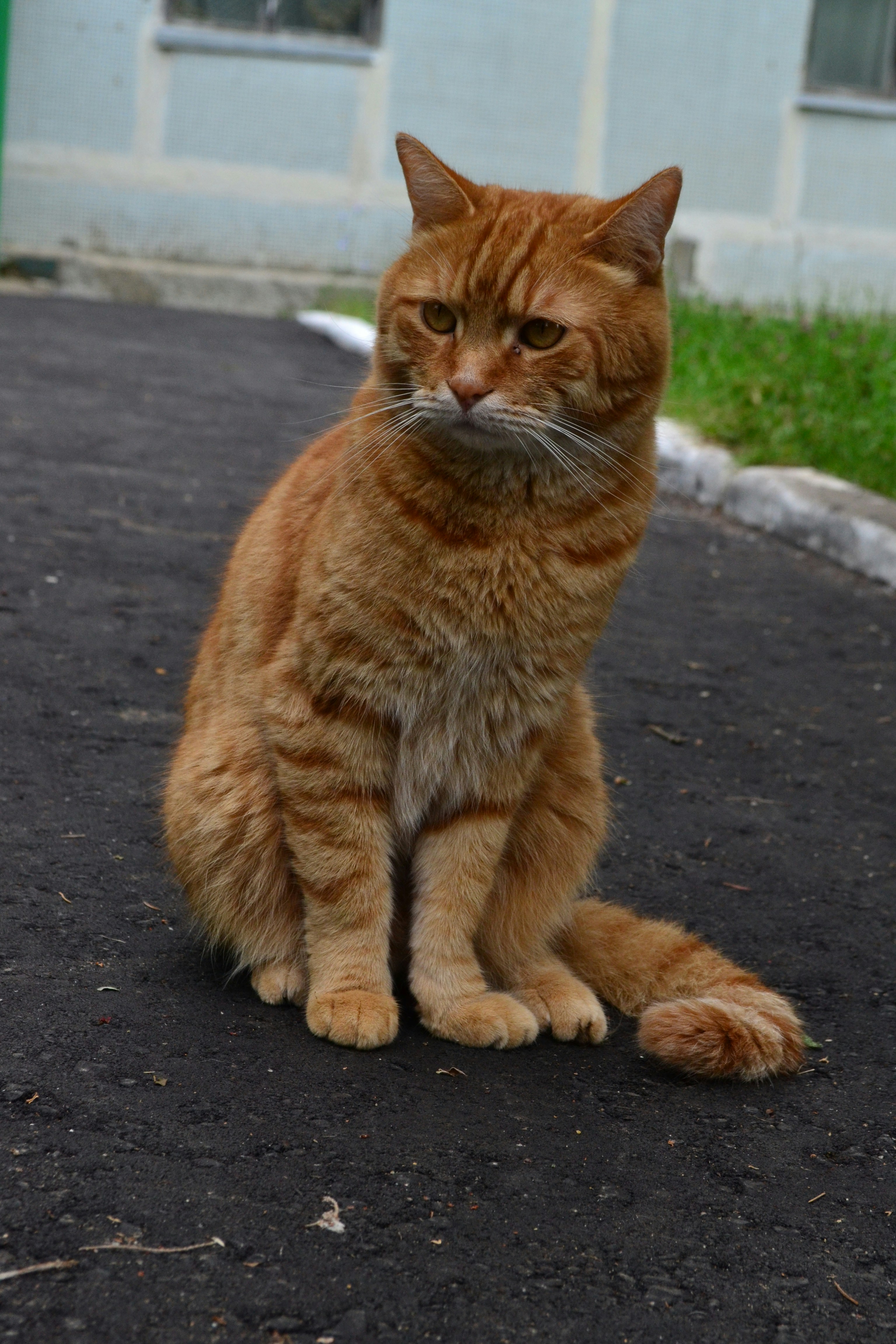 A large orange cat sitting on top of a road photo – Free Animal Image ...
