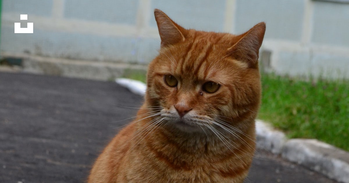 A large orange cat sitting on top of a road photo โ Free Animal Image ...