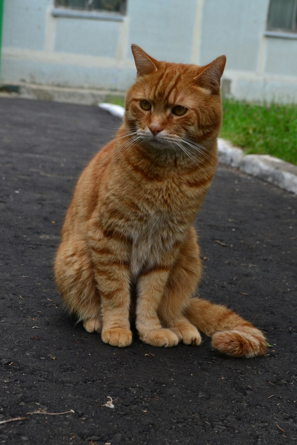 a large orange cat sitting on top of a road