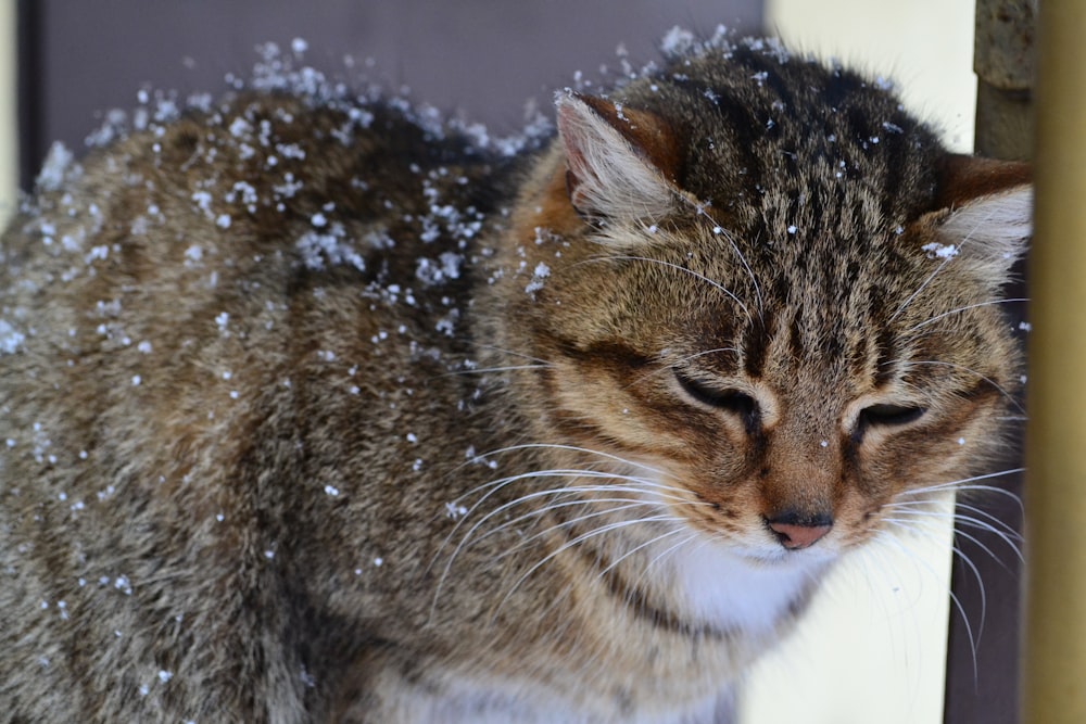 a cat that is standing in the snow