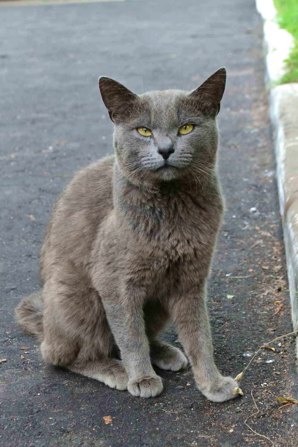 a gray cat sitting on the side of a road