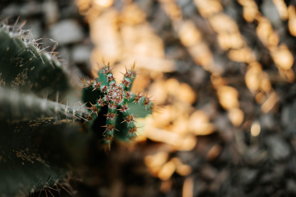 a close up of a cactus plant with a blurry background