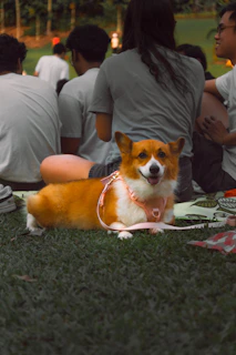 A candid shot of a Corgi enjoying a family picnic.