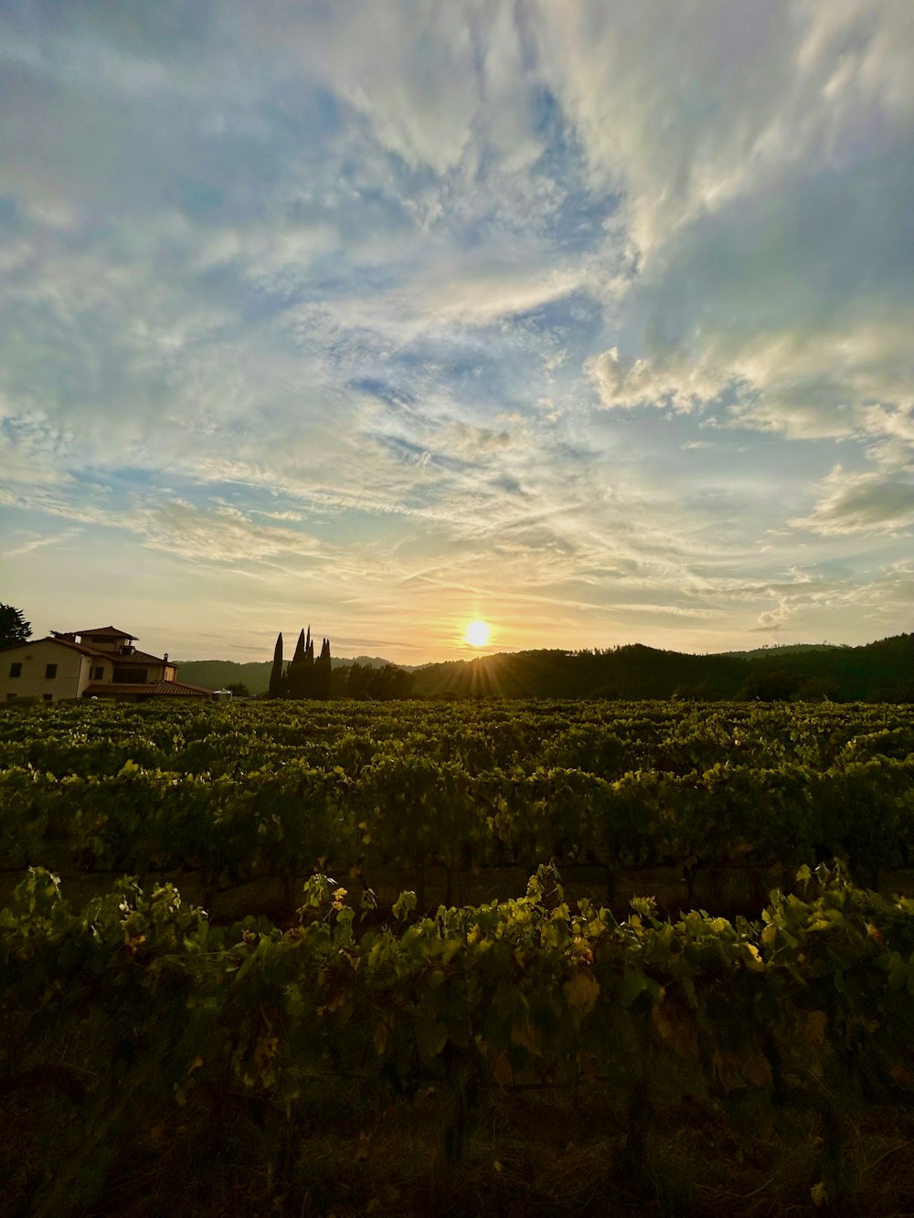 the sun is setting over a field of vines