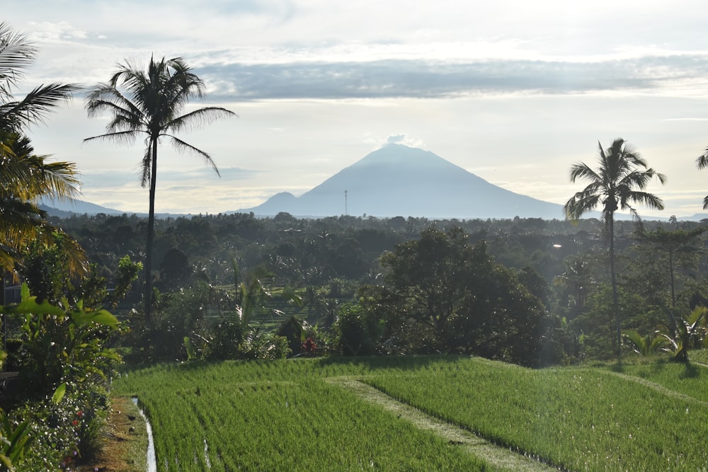 a lush green field with a mountain in the background