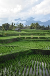 A scenic view of lush green rice terraces in Ubud, Bali under a clear blue sky.