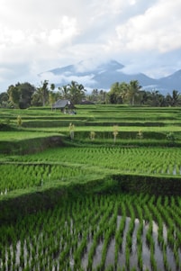 A scenic view of the Tetebatu rice terraces showcasing lush greenery.