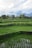 A scenic view of lush green rice terraces in Ubud under a clear blue sky.