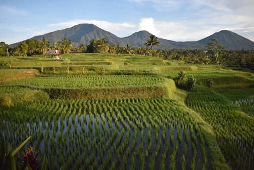 A lush green terraced rice field stretches into the distance, bordered by vibrant vegetation and framed by a range of blue mountains under a partly cloudy sky. A small rustic hut is situated among the fields, adding a charming touch to the rural landscape.