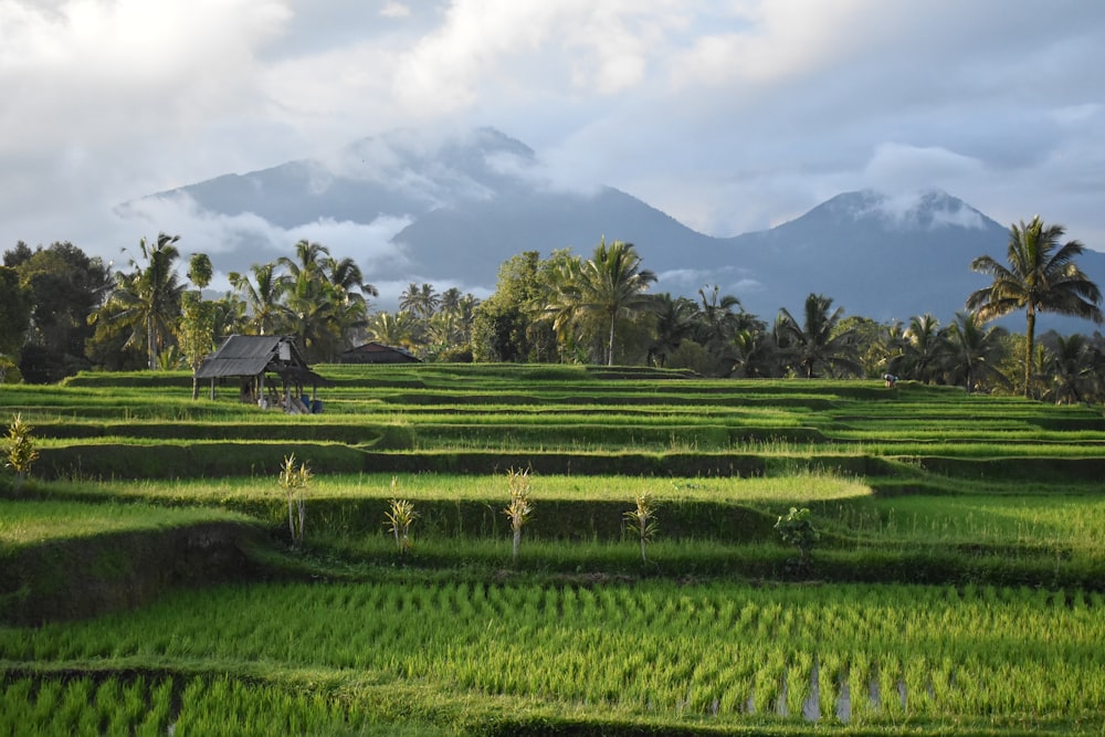 a lush green rice field with mountains in the background