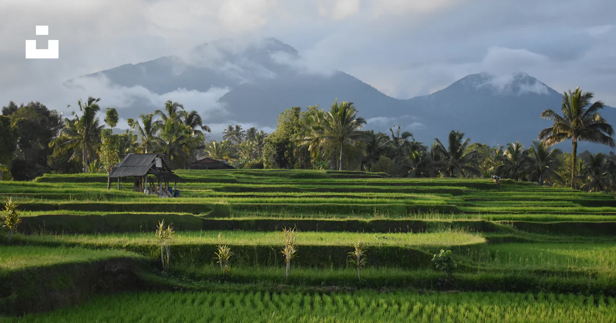 Tabanan Rise Field A lush green rice field with mountains in the background photo – Free ...