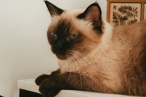 Siamese Cat Mug