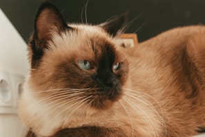A Siamese cat with striking blue eyes and dark brown facial markings rests comfortably. Its ears are perked up, and its fur is a soft shade of cream contrasted with chocolate brown.