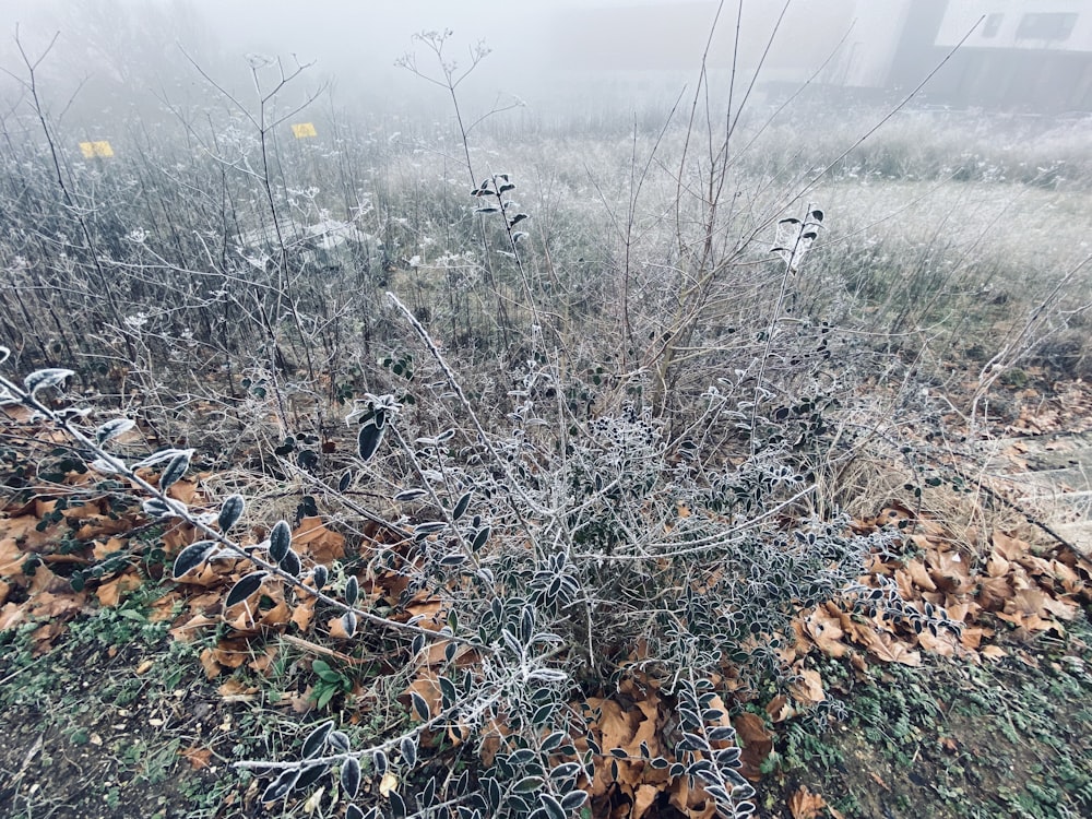 a bush covered in ice and snow on a foggy day
