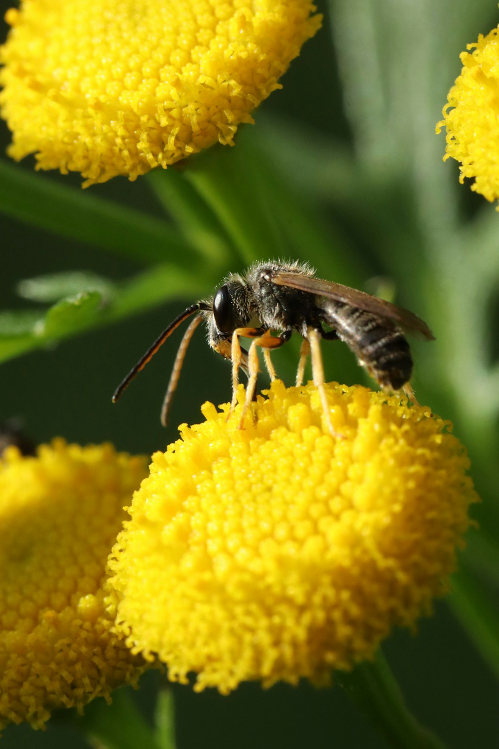 a bee is sitting on a yellow flower