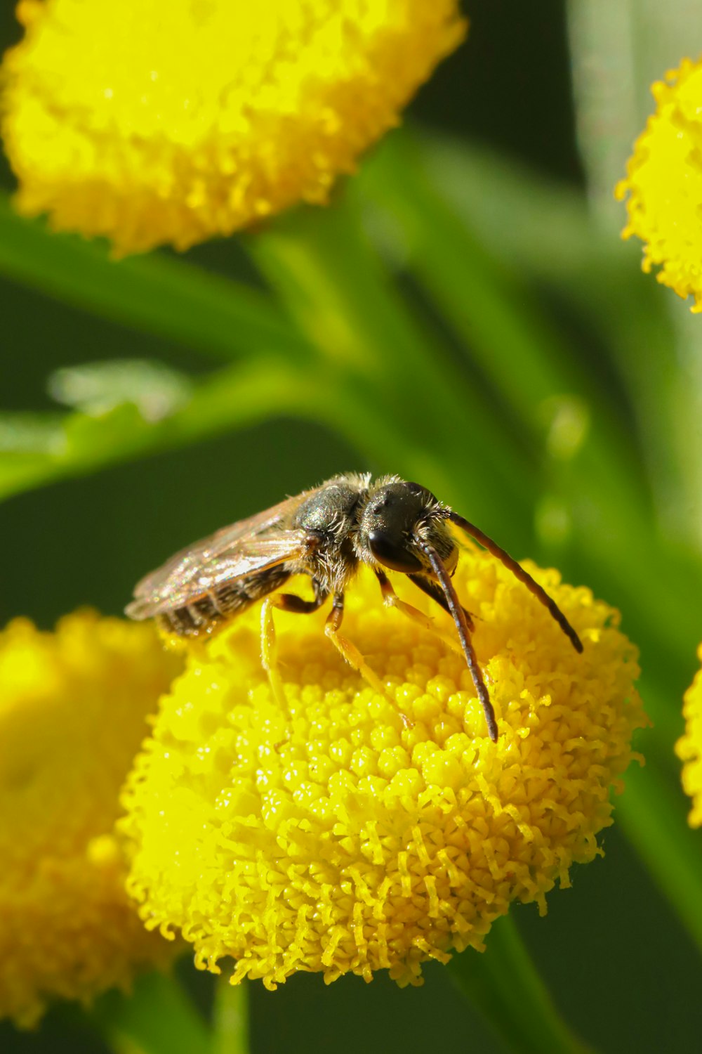 a close up of a bee on a yellow flower