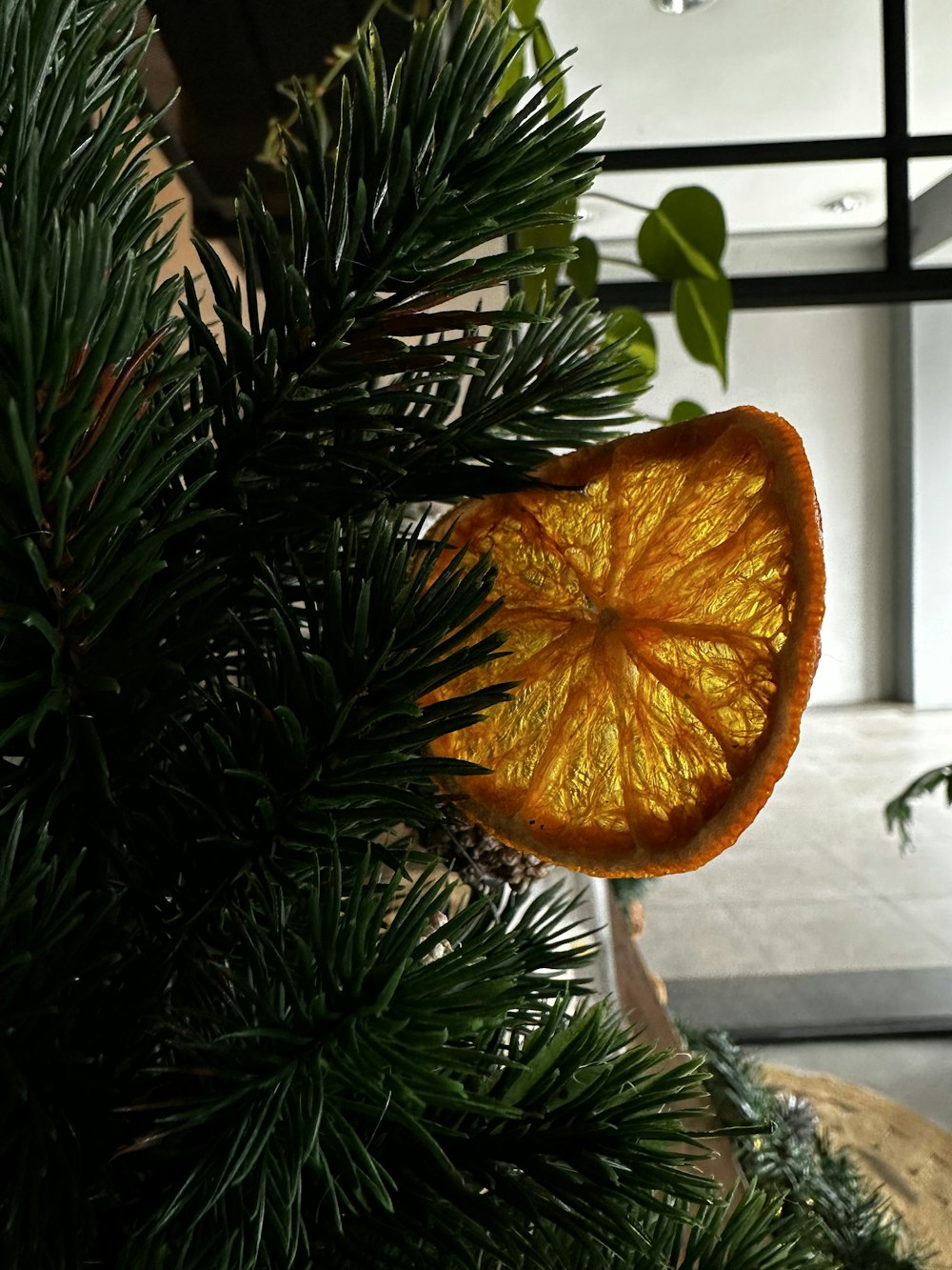 an orange cut in half sitting on top of a tree