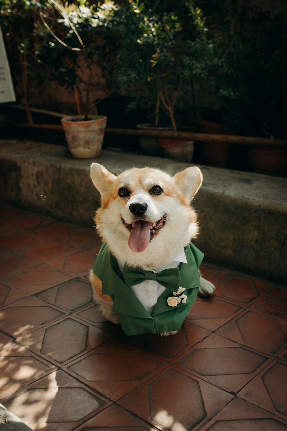 a small dog wearing a green shirt and tie