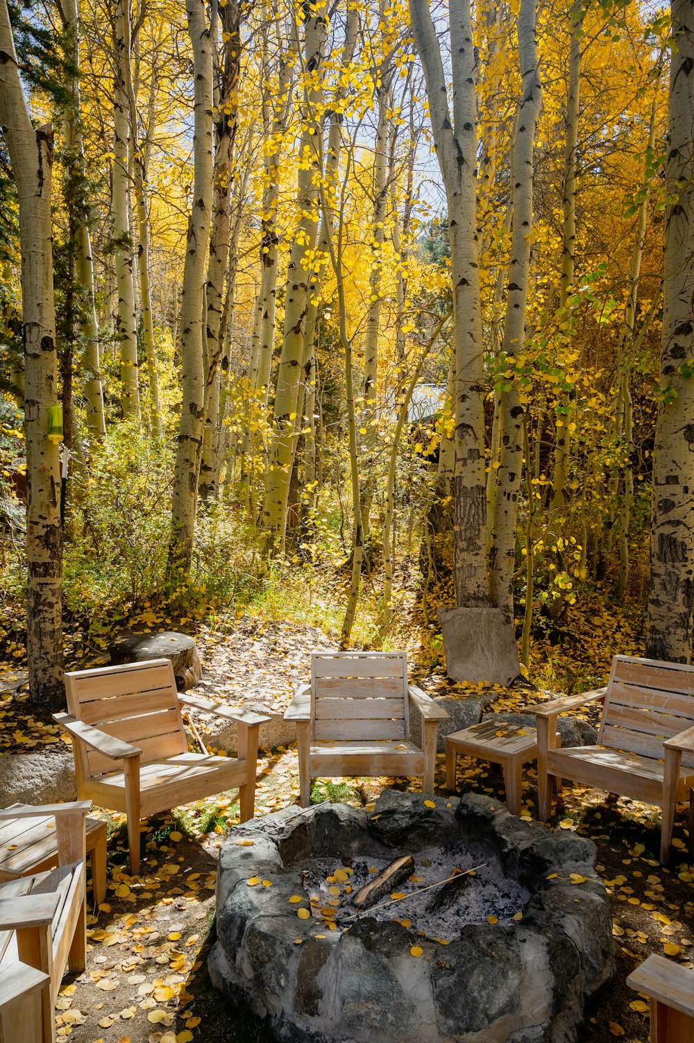 a group of wooden benches sitting next to a forest filled with trees