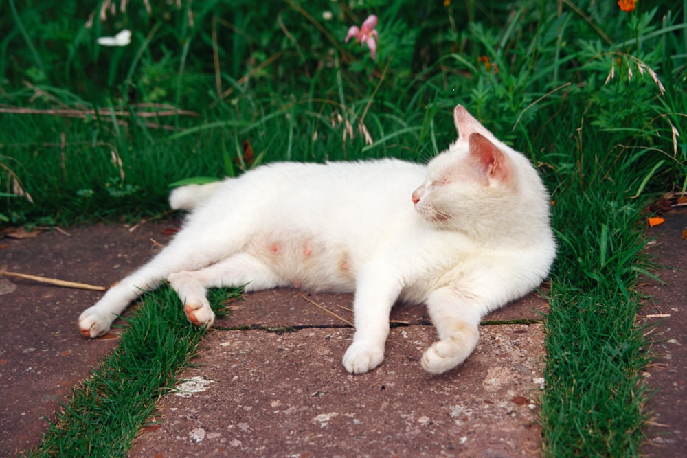 a white cat laying on top of a sidewalk