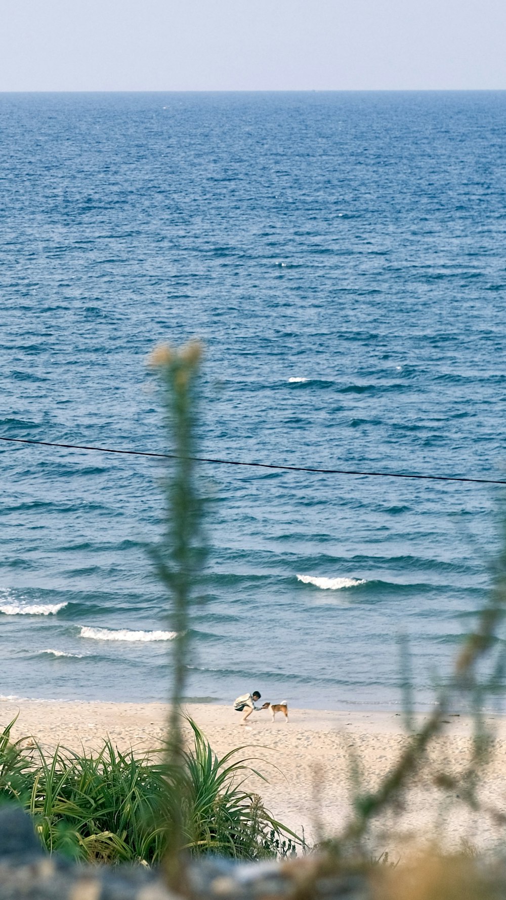 a couple of birds are walking on the beach