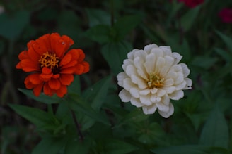 two orange and white flowers in a garden