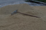 A large pile of grain or harvested crops is spread out on the ground, with a metal rake resting on top. The area appears to be outdoors, possibly a farm or storage site, with concrete ground surrounding the crops.